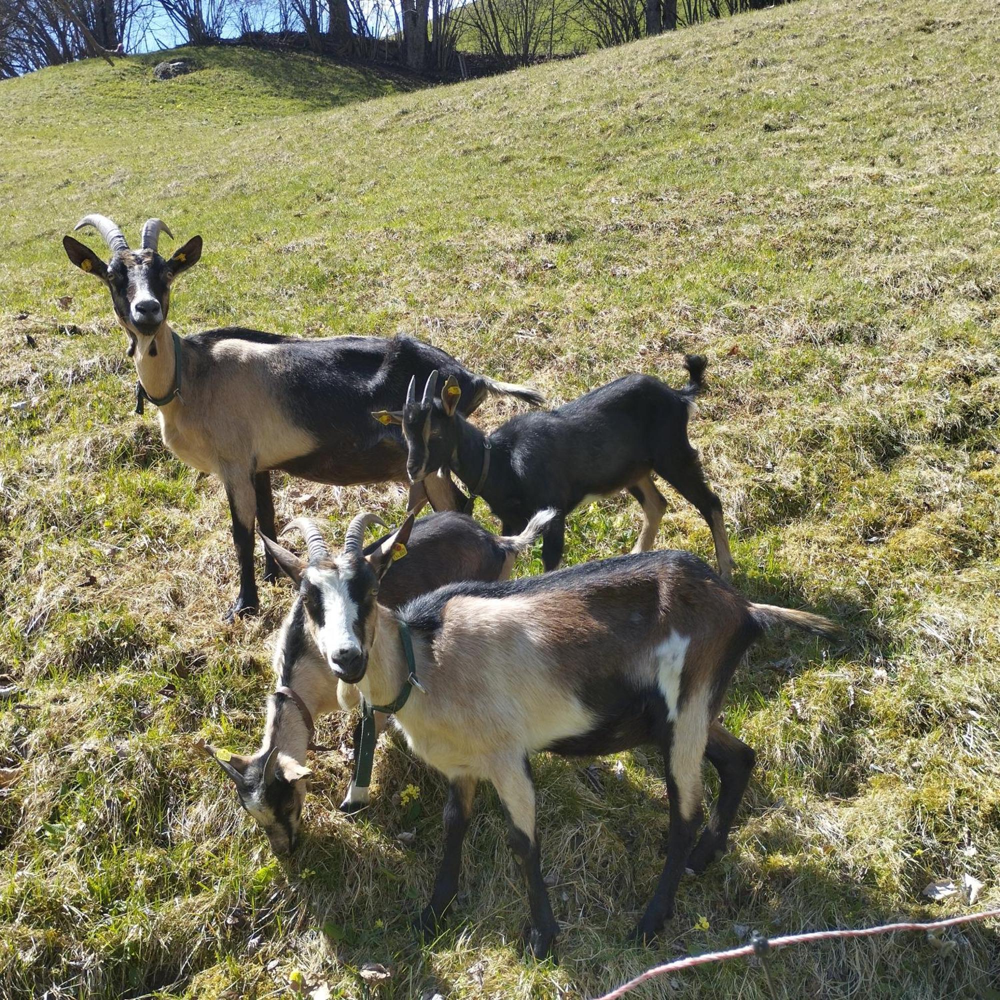 Ferienwohnung Ehrensberger Brixen im Thale Buitenkant foto